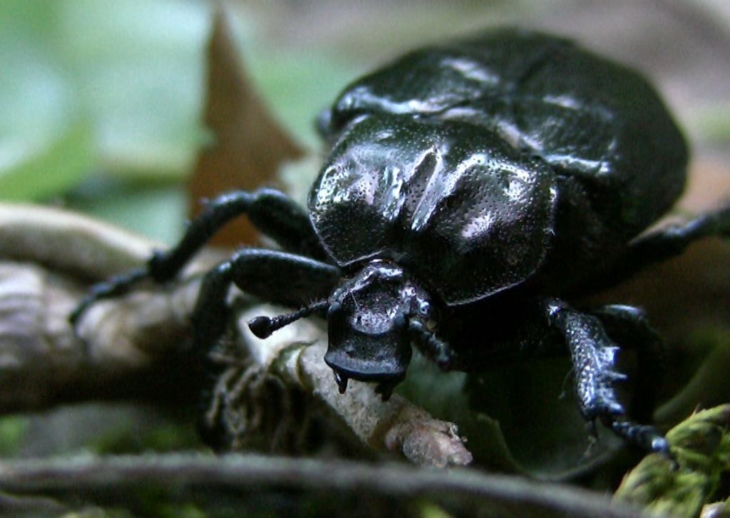 Cetoniidae: Osmoderma eremita?....Osmoderma sp. (eremita o italica).